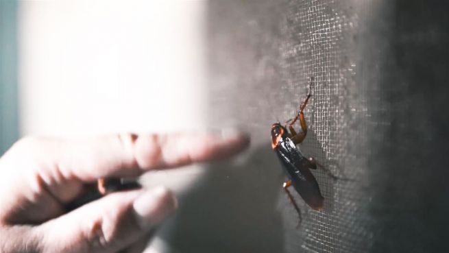 go to Trend aus China: Kakerlakensaft soll heilen