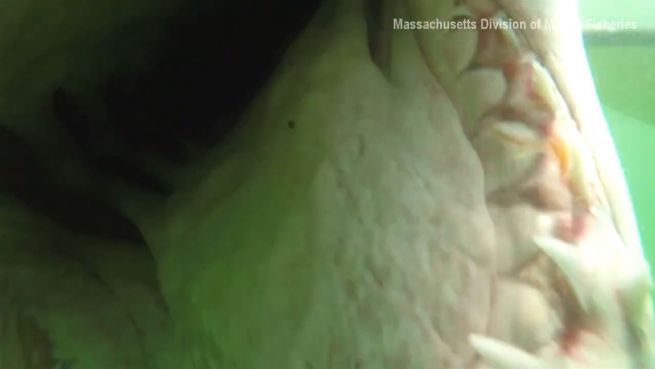 go to Im Maul: So siehts aus, wenn ein Hai dich fressen will