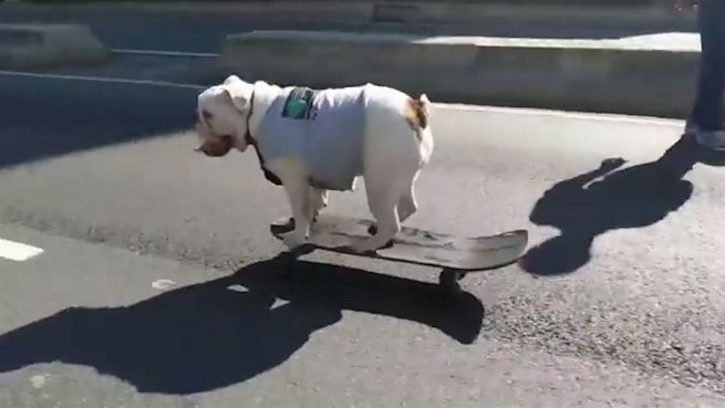 go to Tierischer Sportler: Hund 'skatet' Gassi