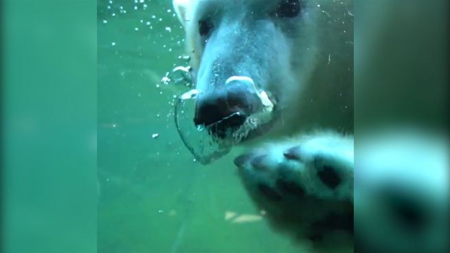 go to Zusammen ist man weniger allein: Eisbärin Nora zieht um