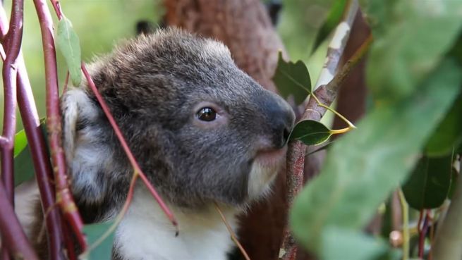 go to Stürmisches Koala-Baby: Endlich nicht mehr namenlos