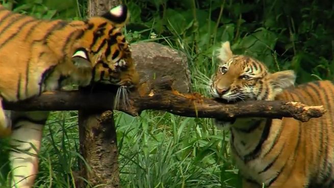 go to Tiger-Geburtstag in Ohio: Dreifaches Glück