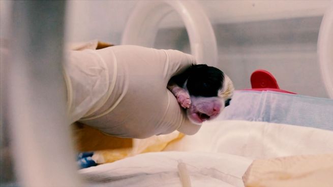 go to 100.000 Dollar Kaiserschnitt: Süße Welpen aus Klonlabor