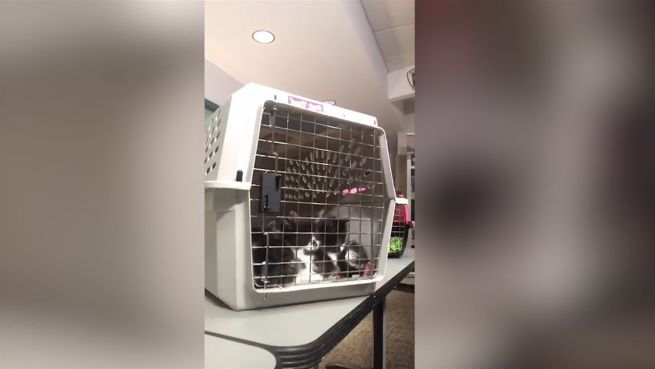 go to Nachwuchs bei der Polizei: Stubentiger im Einsatz