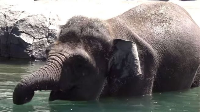 go to Tiere im Plansch-Rausch: Elefant und Eisbär außer sich