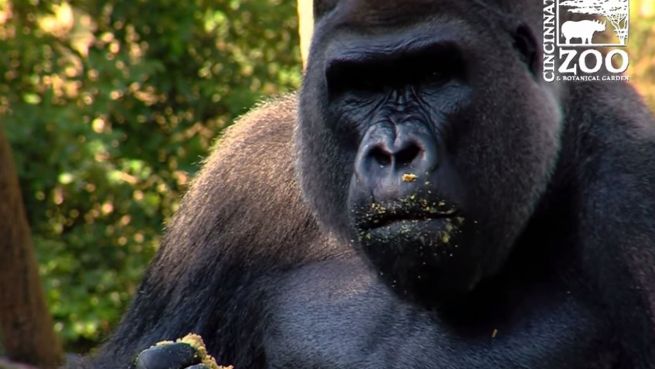 go to Affenstarke Party: Gorilla-Männchen feiert Geburtstag