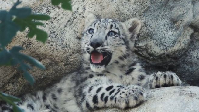 go to Freude in L.A.: Nachwuchs bei den Schneeleoparden