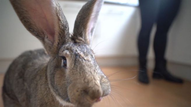 go to Niedlicher Nager: Riesenkaninchen mit Riesen-Charakter