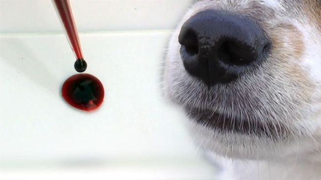 go to So werden Hunde für Diabetiker zu Lebensrettern